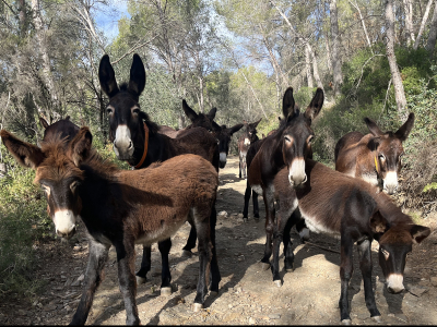Projecte de Can Colomer, una iniciativa centrada en la gestió forestal mitjançant la silvicultura amb el ruc català