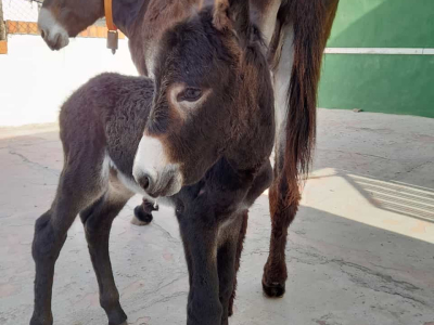 La Canya es suma a la família