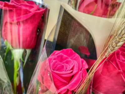 Bona diada de Sant Jordi