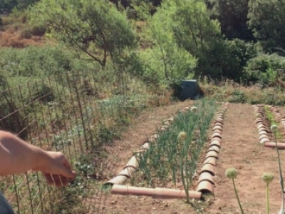 horts de Terra de Profit a Prades de la Molsosa