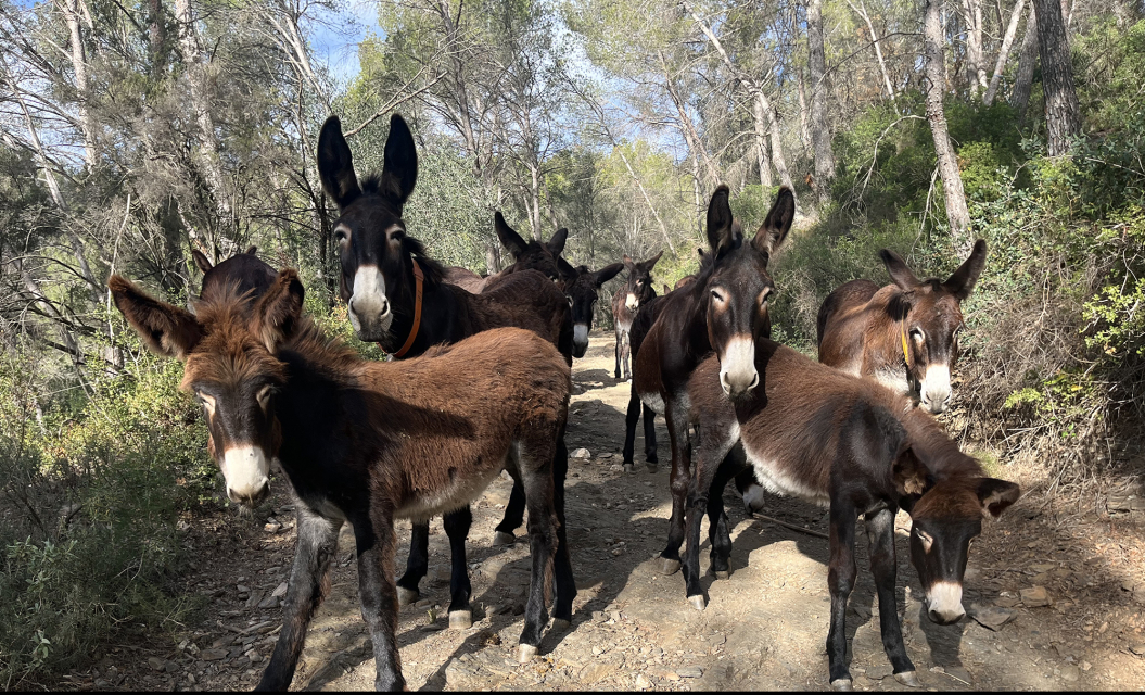 Projecte de Can Colomer, una iniciativa centrada en la gestió forestal mitjançant la silvicultura amb el ruc català