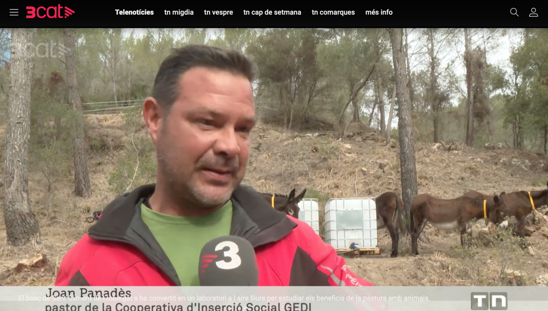 silvopastura tv3 silvopastura tv3