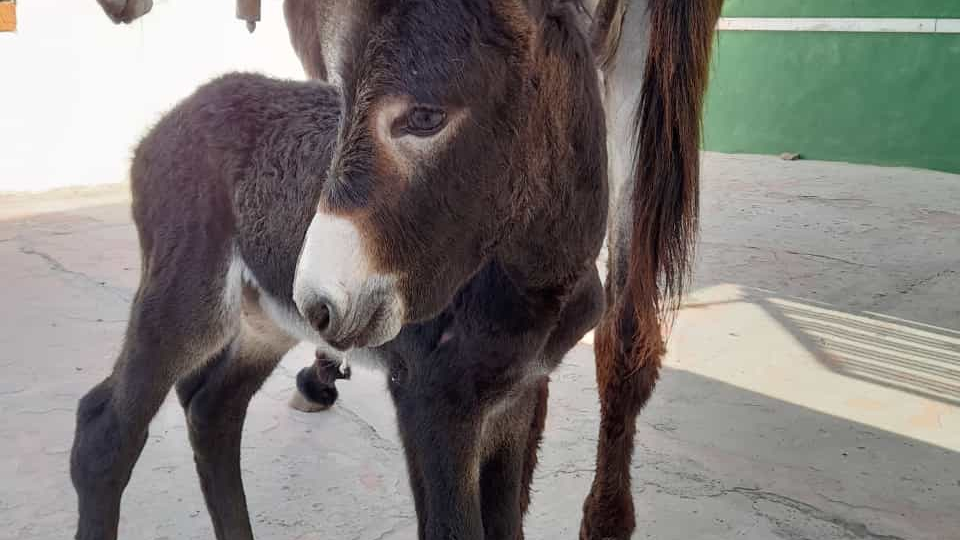 La Canya es suma a la família