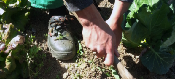 Hort solidari de Can Miralpeix Hort solidari de Can Miralpeix